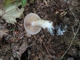 Cortinarius vibratilis image