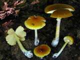 Amanita banningiana image