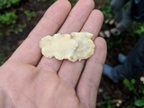Tyromyces chioneus image