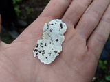 Tyromyces chioneus image