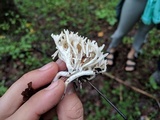 Clavulina coralloides image