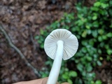 Amanita farinosa image