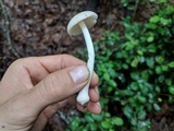 Amanita farinosa image
