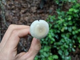 Amanita farinosa image