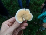Loweomyces fractipes image