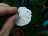 Loweomyces fractipes image