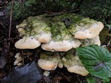 Oxyporus populinus image