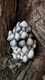 Coprinopsis variegata image