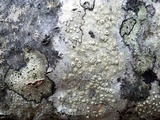 Pertusaria rubefacta image