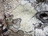 Pertusaria rubefacta image