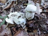 Hypomyces chlorinigenus image