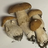 Boletus nobilissimus image
