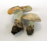 Amanita aprica image