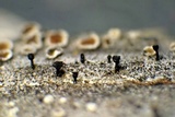 Calicium abietinum image