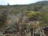 Calicium abietinum image