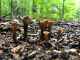 Craterellus fallax image
