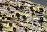 Cyphelium tigillare image