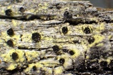Cyphelium tigillare image
