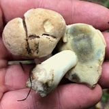 Boletus pallidus image
