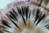 Geoglossum difforme image