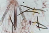 Geoglossum difforme image