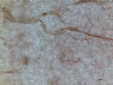 Geoglossum difforme image