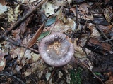 Russula cyanoxantha image
