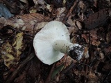 Russula cyanoxantha image