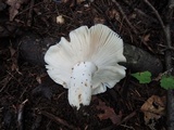 Russula crustosa image