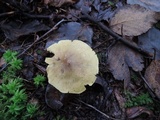 Tricholoma palustre image