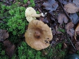 Tricholoma palustre image
