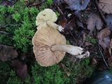 Tricholoma palustre image
