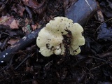 Tricholoma palustre image