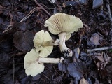 Tricholoma palustre image