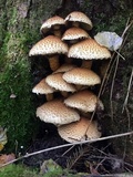 Pholiota squarrosa image