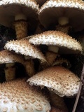 Pholiota squarrosa image