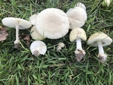 Amanita pubescens image