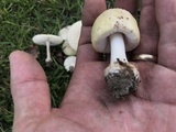 Amanita pubescens image