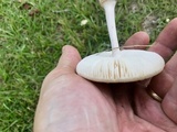 Amanita pubescens image