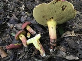 Boletus roodyi image