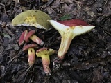 Boletus roodyi image