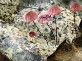 Marasmius pulcherripes image