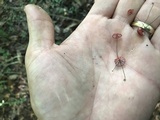 Marasmius pulcherripes image