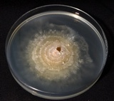Lentinus levis image