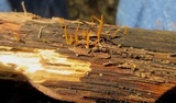 Calocera cornea image