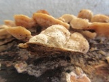 Gloeoporus dichrous image