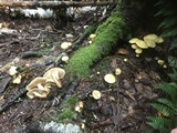 Pholiota alnicola image