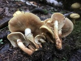 Pholiota alnicola var. alnicola image