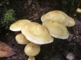 Pholiota alnicola var. alnicola image