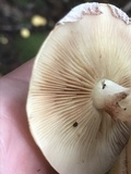 Pholiota alnicola image
